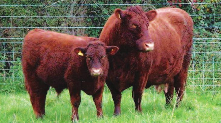 Carne de vită de calitate de la animale de calitate Bovine britanice pentru export Control sanitar şi tehnologii de reproducere de prim rang pe plan mondial Aceasta înseamnă că bovinele, materialul