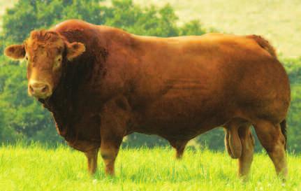 100 kg la tauri şi 850 kg la vaci British Charolais Înregistrată în anul 1962, rasa British Charolais îşi păstrează în Marea Britanie poziţia de lider ca rasă pentru mascul terminal de peste 30 de