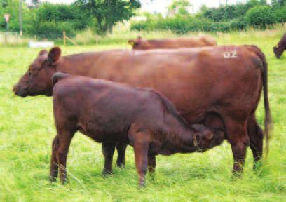 Carne de vită de calitate de la animale de calitate Bovine britanice pentru export Highland rasa Highland are o lungă şi distinsă ascendenţă, societatea de reproducere fiind constituită în anul 1884.