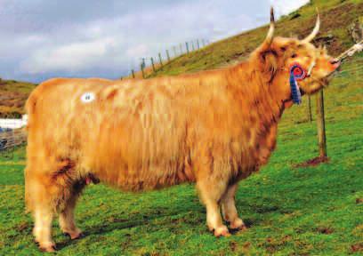 Rasa Highland este deosebit de viguroasă şi adaptabilă, având instincte foarte bune de supravieţuire, care îi asigură rezistenţa în condiţii meteorologice extreme.