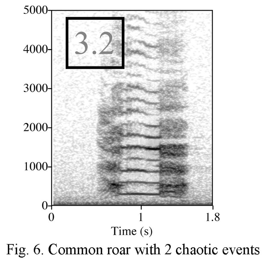 Figure 5: Common roar bout.