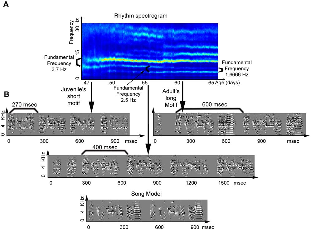 Figure 4. The relations of motif durations and the fundamental frequency of the rhythm spectrogram.