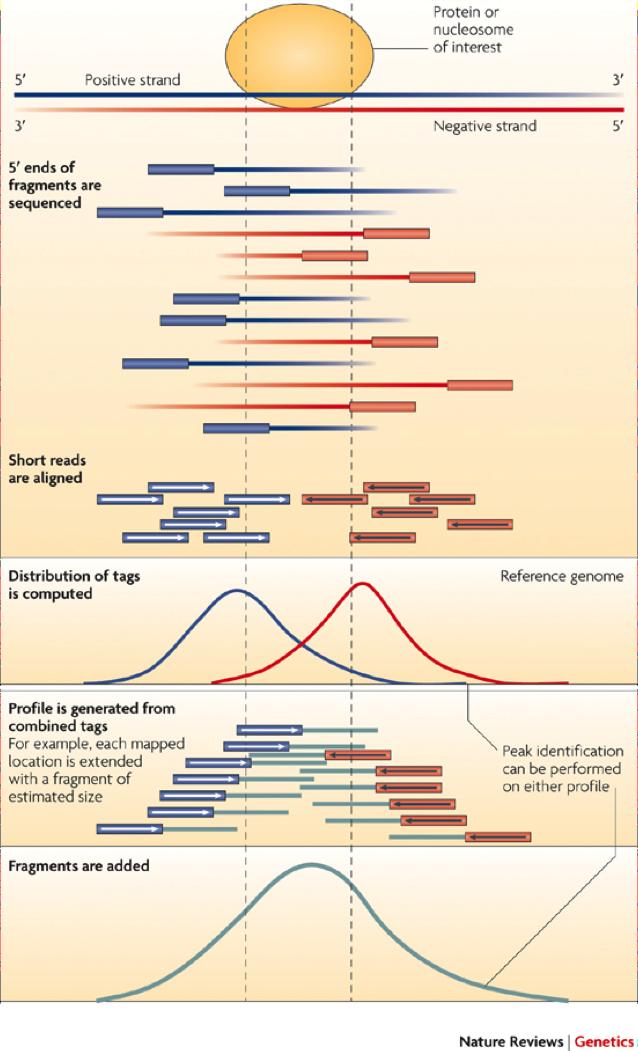 ChIP-Seq vs DNase-Seq Note that DNase HS is different from its sister DNase Footprinting ChIP-Seq: Nature Reviews, Peter J.