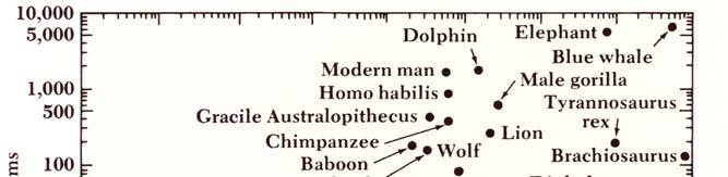 Figure 1: Graph comparing brain mass and body mass in various animals. Figure 2: The graph in Figure 1 without the text labels.