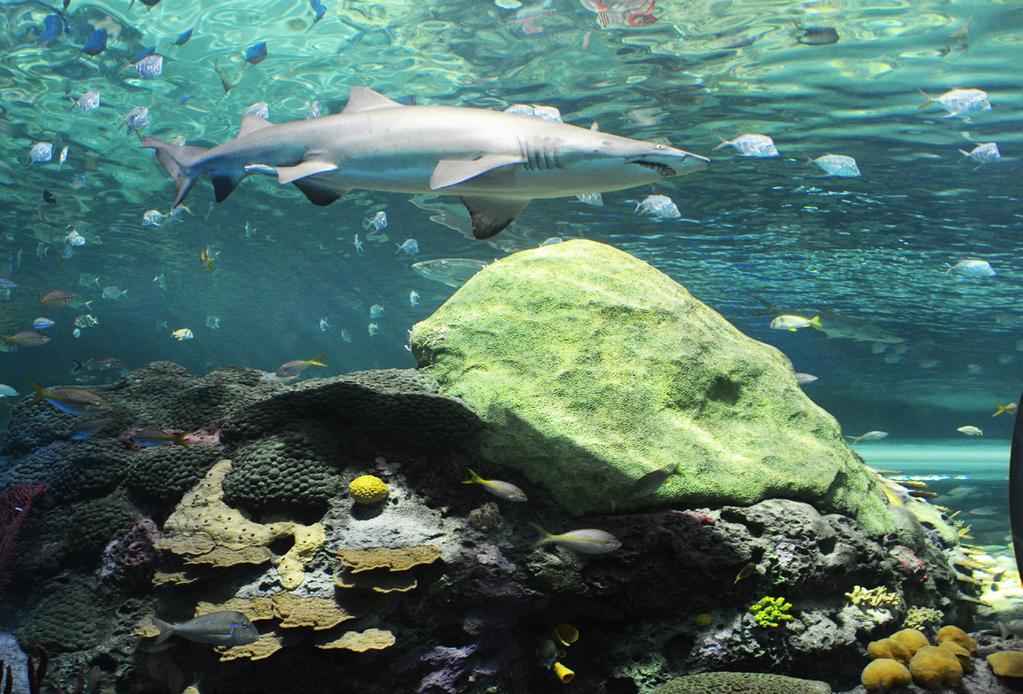 PREFERRED SUPPLIERS While it is not mandatory to use the following suppliers, Ripley s Aquarium of Canada recommends the use of the following service providers.