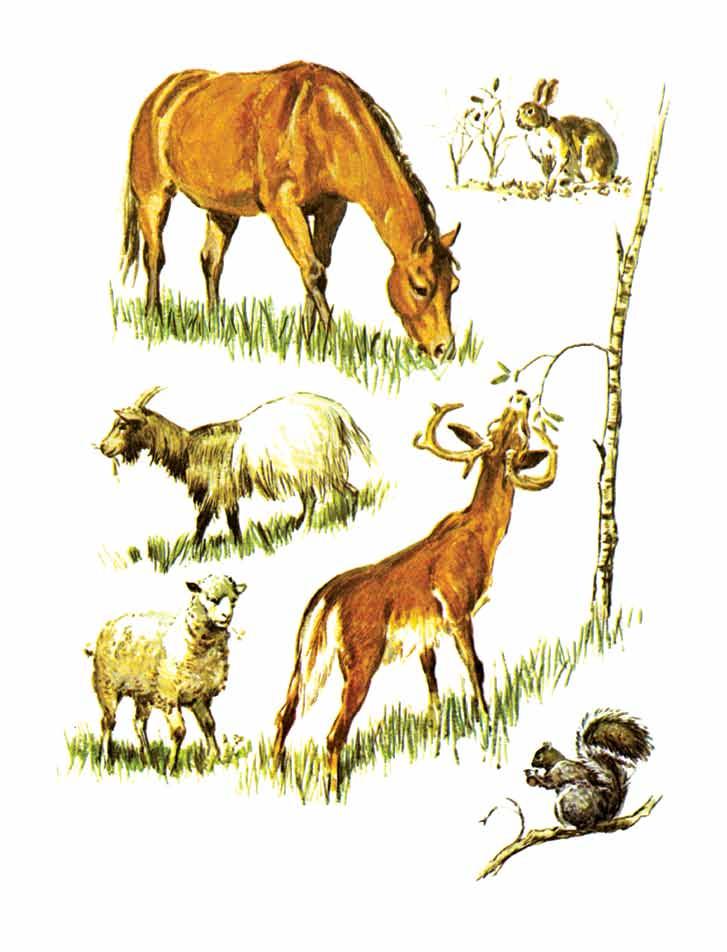 Horse Rabbit Goat Deer Sheep Here are some animals that eat only plants.