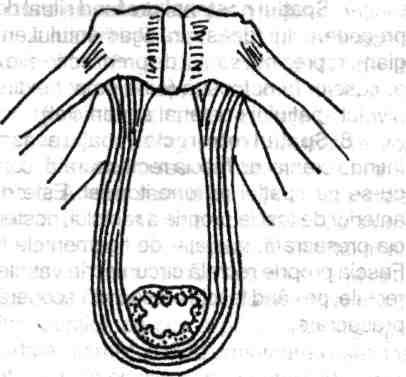 Muşchii transverşi ai perineului (superficial şi profund) au, de asemenea, rol în sistemul sfincterian rectal (fig. 1.28). 1.13.2.2. SPATIILE PARARECTALE Şl PARAANALE Fig. 1.27- Reprezentare spaţială a muşchiului puborectal.
