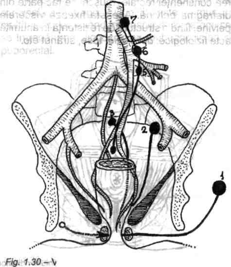 28 \mtimmnim'wl:m«mm Chirurgia colonului, rectului şi canalului anal inferior) de spaţiul pelvirectal superior, al lui Richet.