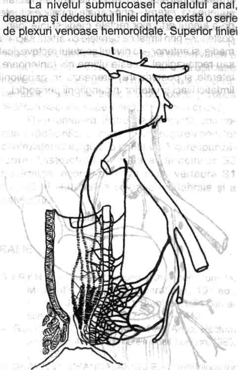 Anatomia chirurgicală a colonului, apendicelui, rectului şi canalului anal -29 Artera hemoroidală superioară continuă artera mezenterică inferioară, încrucişează vasele iliace comune stângi, după