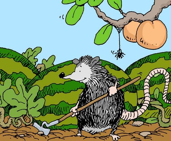 Early one morning, Anansi the spider awoke to the sound of Possum hoeing his watermelon patch.