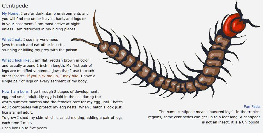 Centipede, one of James new friends, is not an insect. Centipedes belong to the arthropod family. An arthropod is also an invertebrate. Arthropods have more than one body section, just like insects.