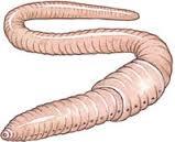 Earthworm, the scaredy bug of the group, is an annelid. An annelid is a worm that has separated body sections. Annelids are also invertebrates. Earthworms live in the soil.