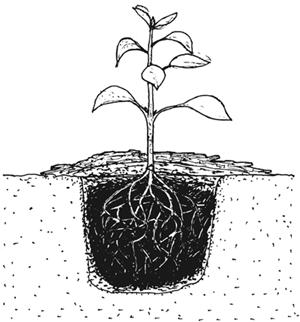 Once the seed is planted it needs lots of water. A seed that gets enough water and enough air will begin to develop and grow, this is called germinate.