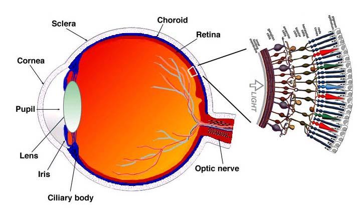 Eye/Brain The lense of the eye focusses the light to the retina Retina has