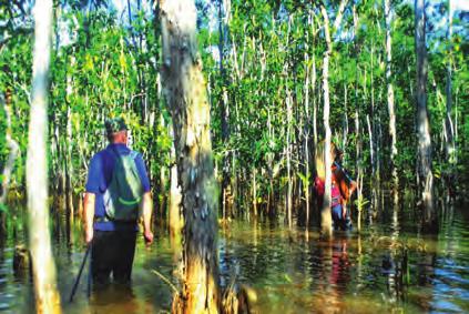 Dow, Alfariysi & Bilitoni Figure 11. Air Kepang swamp habitat at Membalong Village (location 20); conected and close to Membalong bay, this swamp ia also a Natural Estuarine Crocodile habitat.