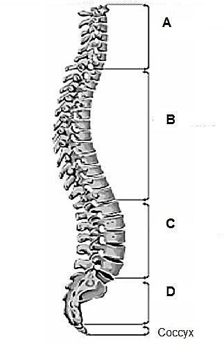 4 DANCE STUDIES (SEPTEMBER 2014) YOU HAVE A CHOICE BETWEEN QUESTION 3 AND QUESTION 4. QUESTION 3: (CHOICE QUESTION) 3.1 Name the FOUR regions of the spine indicated in the diagram below.
