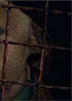 Sinopsis: Ovaj dokumentarac je priča o azilu za pse Šapica kojemu prijeti zatvaranje nakon brojnih pritužbi stanovnika Dubravice.