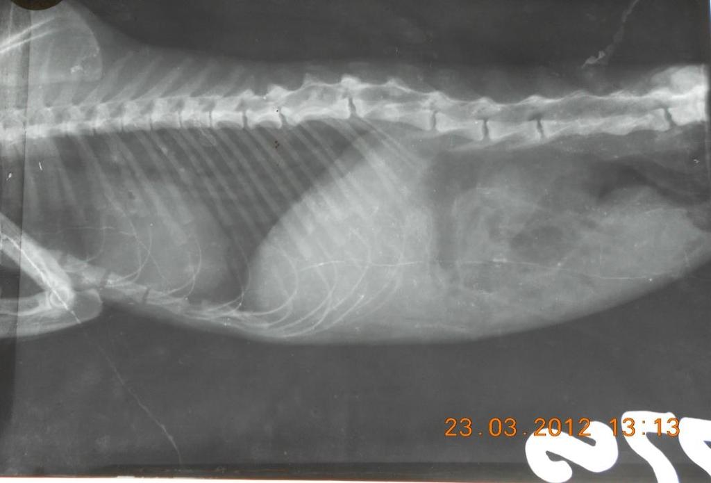 Pisică, F, 5 ani, Bloc vertebral