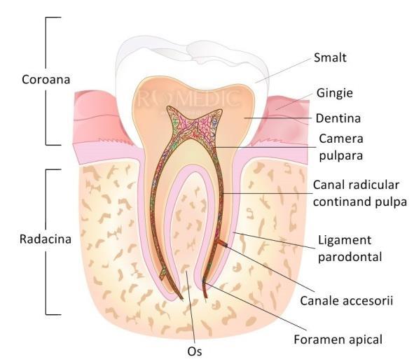 Materiale utilizate in fabricația implanturilor dentare Restaurările din zirconiu pot fi folosite cu succes în restaurările protetice fixe atât pe dinţi, cât şi pe implanturi.