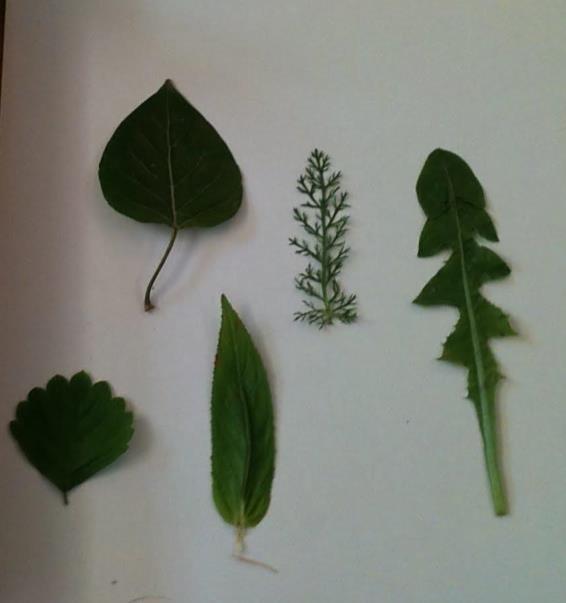 Botany Activities in the Children s House The Leaf Cabinet used with real leaves