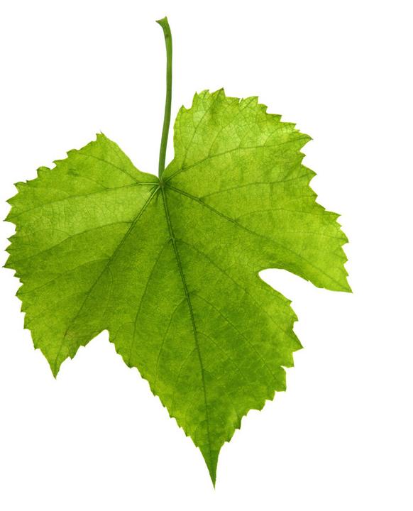 For Example: A Leaf A leaf offers different affordances to different organisms: crawling on for a