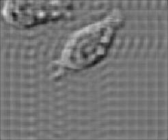 of iterations Figure 4-16: Cell image restored with several different methods when the blurring filter