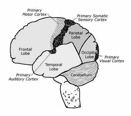 the cerebral cortex located just above the ear. It is chiefly, though not exclusively, concerned with hearing. There are four main lobe areas in the cerebral cortex.
