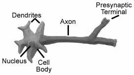 Figure 3: The basic structure of a neuron Since some aspects of implicit memory make use of the amygdala, this type of memory might also be termed emotional.
