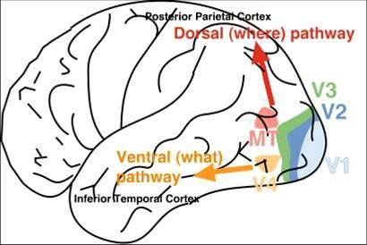 All vision must involve the primary visual or striate cortex, also known as the V1 area, and also the secondary visual cortex, known as the V2 area.
