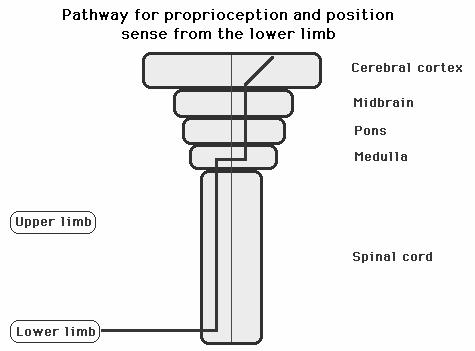 Figure 8: A highly schematic representation of proprioception As has already been alluded to, there are certain parts of the brain, such as the pre-frontal cortices and the amygdala that represent