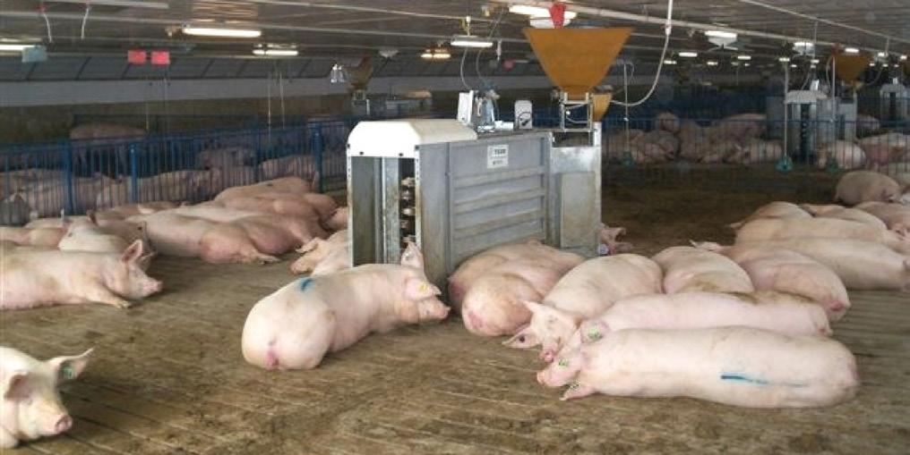 with the computers on the feed stations. The feed allocation for each sow can differ depending on her body condition and stage of gestation. The computer will provide daily feeding activity reports.