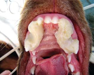 smalţului la nivelul incisivilor 3 şi al caninilor maxilari.