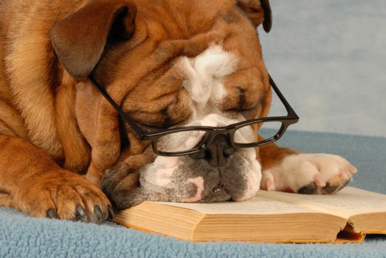 Reading with Rover Age Group(s): Children (5-11 yrs) Date: Multiple Dates Description: Children are invited to practice their reading to a trained therapy dog.