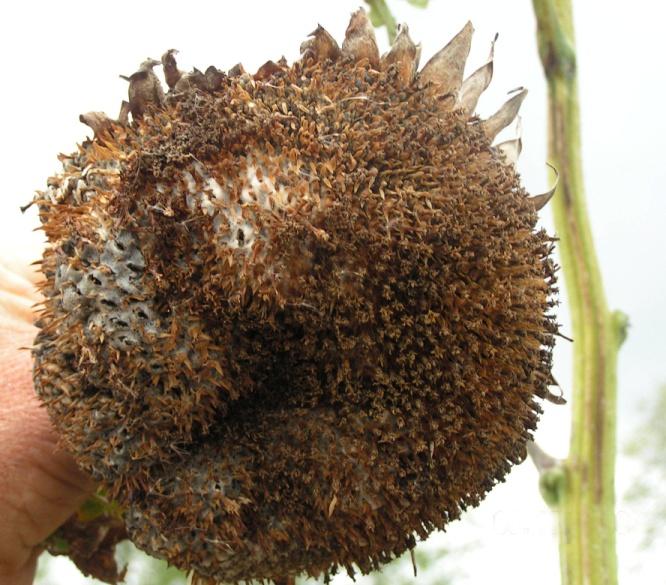 Prospects for managing Sclerotinia head rot with fungicides LESSONS FROM