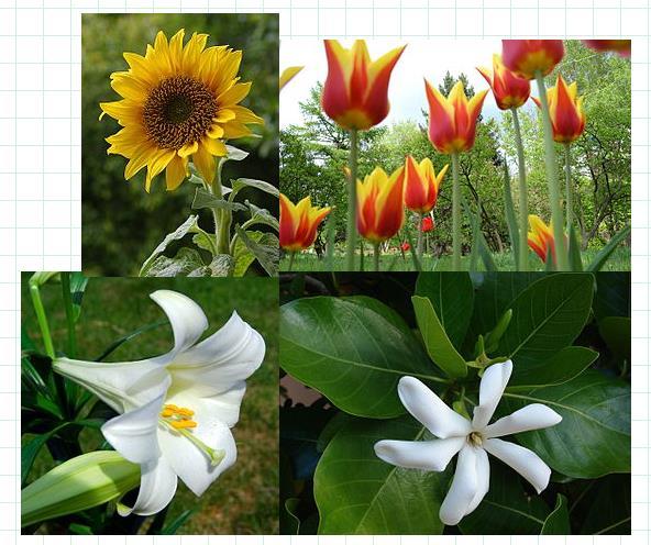 1 pic1 = (img 'lily') pic1.moveto -225, -35 pic1 = (img 'tulips') pic1.moveto 50, 190 pic1 = (img 'gardenia') pic1.moveto 50, -35 pic1 = (img 'sunflower') pic1.