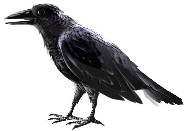 7 - Raven Response The raven in Poe s poem utters only one word, Nevermore. What if the raven could say more? What if the raven could answer the speaker s questions? What would it say?