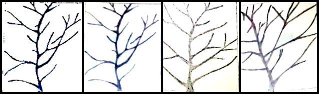 Stage 1: Making sketches of Twig from different angles. In this stage we convert 3 rd dimensional twig composition in to 2 dimensional composition.