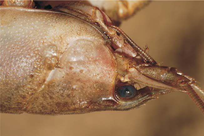 Cefalotorace - vedere laterală Astacus astacus (Racul-de-râu) Cele două creste postorbitale vizibile, creasta anterioară mai puternică, terminată cu un spin. Şanţul cervical cu 4-6 spini discreţi.