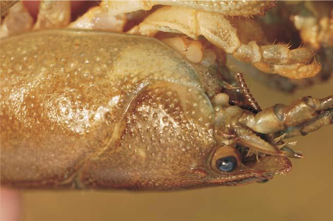 Cefalotorace - vedere laterală Austropotamobius torrentium (Racul-de-ponoare) Creasta postorbitală mai discretă, vizibilă sub forma unei cute, fără spin.