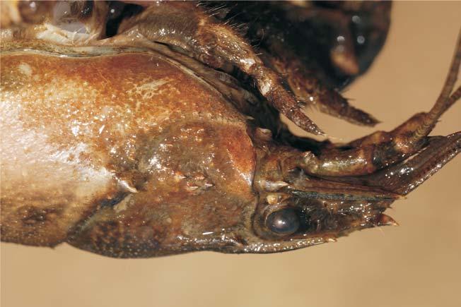 Marginea ventrală a solzului antenal este zimţată. Orconectes limosus (Racul dungat) Creasta postorbitală vizibilă, terminată anterior cu un spin puternic.