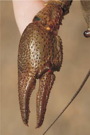 Chela - vedere dorsală şi ventrală Astacus astacus (Racul-de-râu) Dorsal suprafaţa chelei este rugoasă, de culoare asemănătoare cu cea a corpului, cu articulaţia