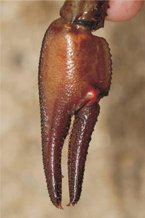 La baza dactilopoditului, pe ambele feţe ale chelei, există câte un tubercul, pe faţa dorsală de culoare brună, iar pe faţa ventrală roşu.