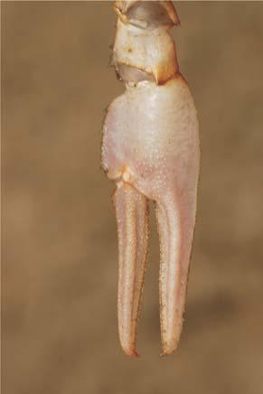Astacus leptodactylus (Racul-de-lac) Dorsal suprafaţa chelei este aspră, culoarea fiind asemănătoare corpului, cu articulaţia dactilopoditului albicioasă.
