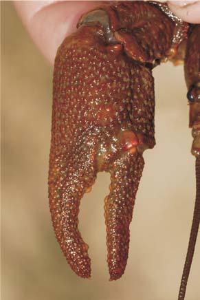 Chela - vedere dorsală şi ventrală Austropotamobius torrentium (Racul-de-ponoare) Dorsal suprafaţa chelelor este foarte rugoasă, culoarea fiind asemănătoare corpului, cu articulaţia dactilopoditului