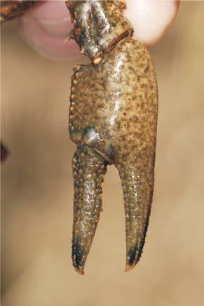 Pe marginea internă a pensei propoditul are o scobitură mărginită de doi tuberculi, iar dactilopoditul de aspect uşor deformat, un tubercul în treimea bazală.