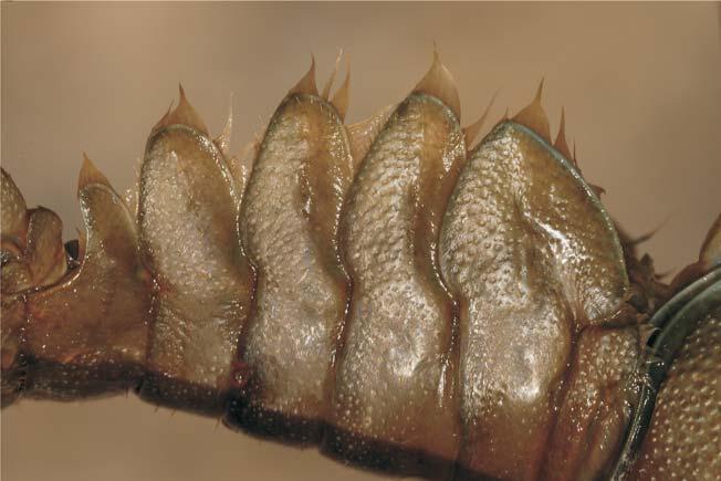 Abdomenul - vedere laterală Astacus astacus (Racul-de-râu) Astacus leptodactylus (Racul-de-lac) Dorsal culoarea