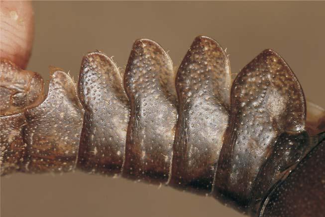 Abdomenul - vedere laterală Austropotamobius torrentium (Racul-de-ponoare) Orconectes limosus (Racul dungat) Dorsal culoarea este asemănătoare