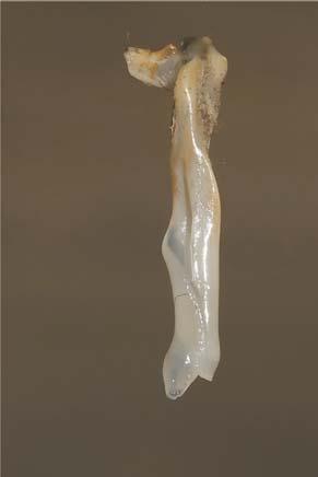 Gonopode I şi II Astacus astacus (Racul-de-râu) Astacus leptodactylus