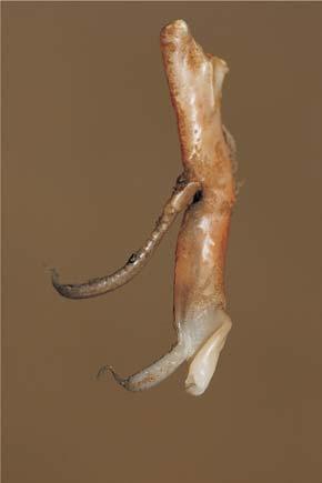 Primul gonopod ( pleopod) are lobul distal (lobul rulat) aproape   end opoditul,