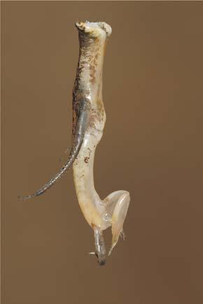 Gonopode I şi II Austropotamobius torrentium (Racul-de-ponoare) Orconectes limosus